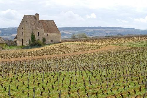 Bourgogne - en vandreferie blant 'Grand Crus'