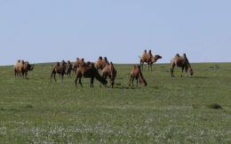Discover Mongolia: Nomadic Wonders and Endless Horizons (18)