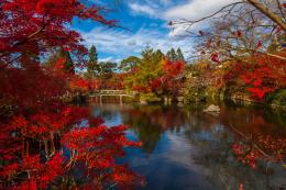 Japan's Essence: A 9-Day Adventure (1)