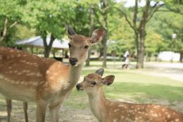 Japan's Essence: A 9-Day Adventure (8)