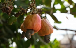 Guinea Bissau: A Glimpse of West Africa (11)