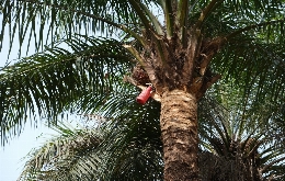 Guinea Bissau: A Glimpse of West Africa (10)