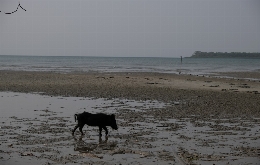 Guinea Bissau: A Glimpse of West Africa (3)