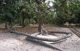 Guinea Bissau: A Glimpse of West Africa (1)