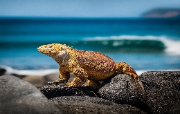 Ecuador And The Galapagos Islands - A Tour Back To Nature (3)