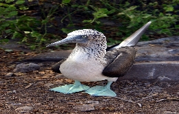 Ecuador And The Galapagos Islands - A Tour Back To Nature (6)