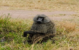 Kivu Adventure - Visit Burundi, Democratic Republic of the Congo and Rwanda (9)
