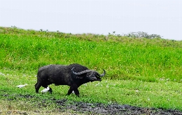 Kivu Adventure - Visit Burundi, Democratic Republic of the Congo and Rwanda (10)