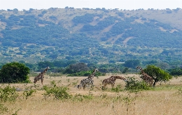 Kivu Adventure - Visit Burundi, Democratic Republic of the Congo and Rwanda (11)