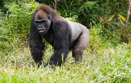 Kivu Adventure - Visit Burundi, Democratic Republic of the Congo and Rwanda (15)