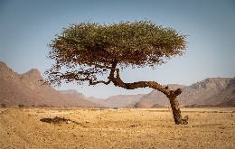 Tassili Desert Adventure: Exploring the Sahara's Hidden Wonders (8)