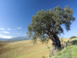 Logrono to Burgos. Camino de Santiago French Way - Part 3 (5)