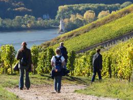 Rhine Walking: Castles, Vineyards & UNESCO Wonders Await (5)