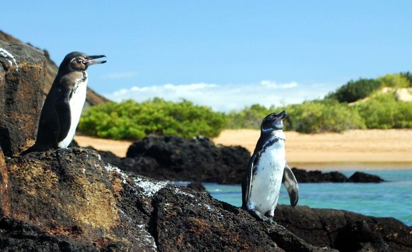 Ecuador og Galapagos - med naturen i sentrum