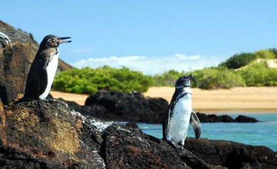 Ecuador og Galapagos - med naturen i sentrum